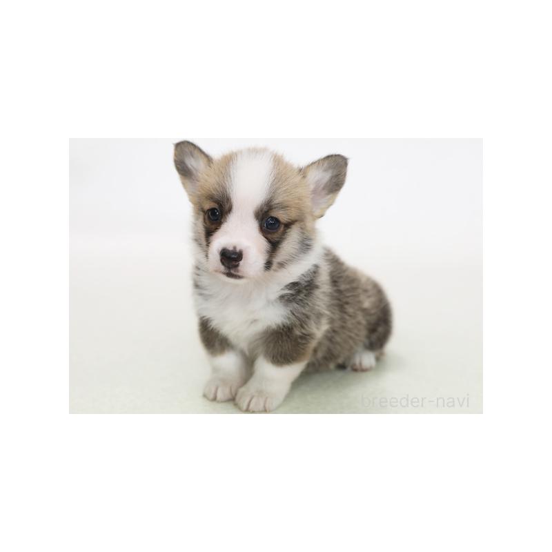 成約済の神奈川県のウェルシュコーギーペンブローク-405193